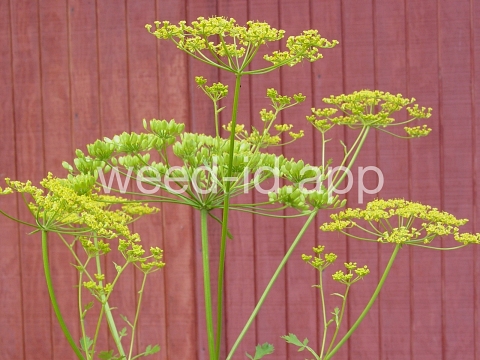 parsnip, wild